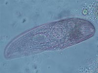 Ciliata